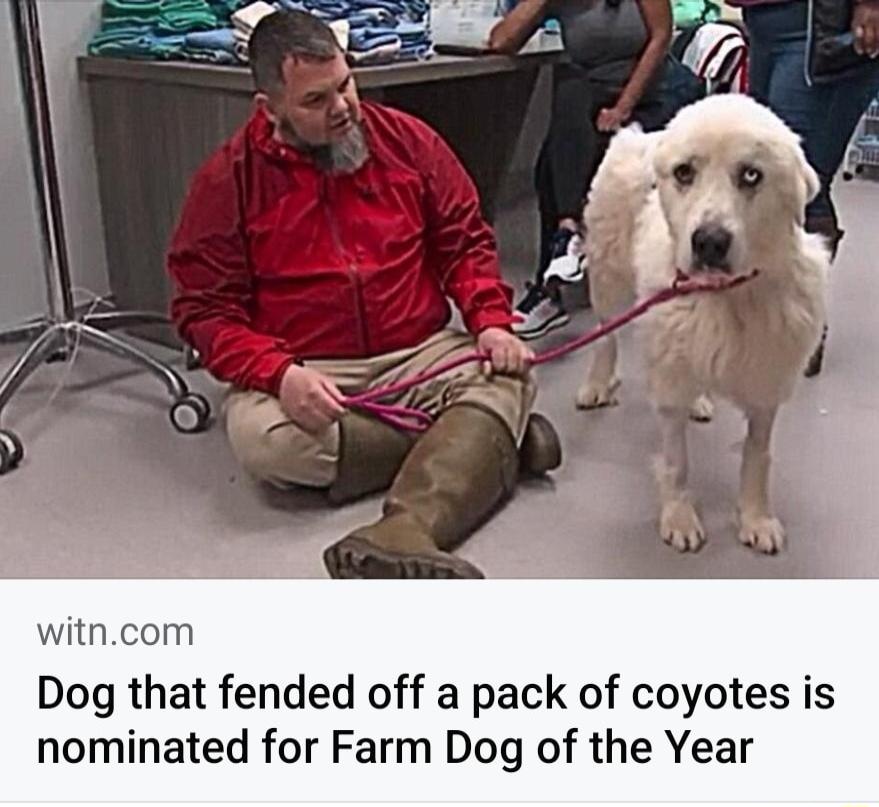 witncom Dog that fended off a pack of coyotes is nominated for Farm Dog of the Year