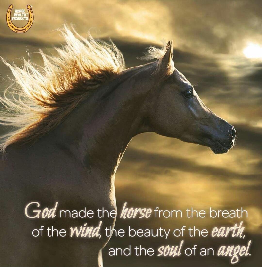 HORSE HEALTH PRODUCTS God made the horse from the breath of the wind, the beauty of the earth, and the soul of an angel.