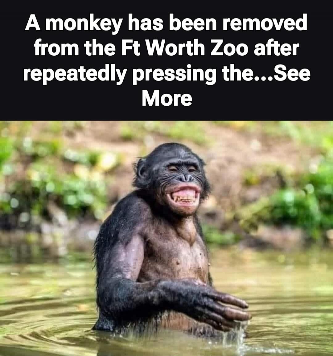 A monkey has been removed from the Ft Worth Zoo after repeatedly pressing the...See More