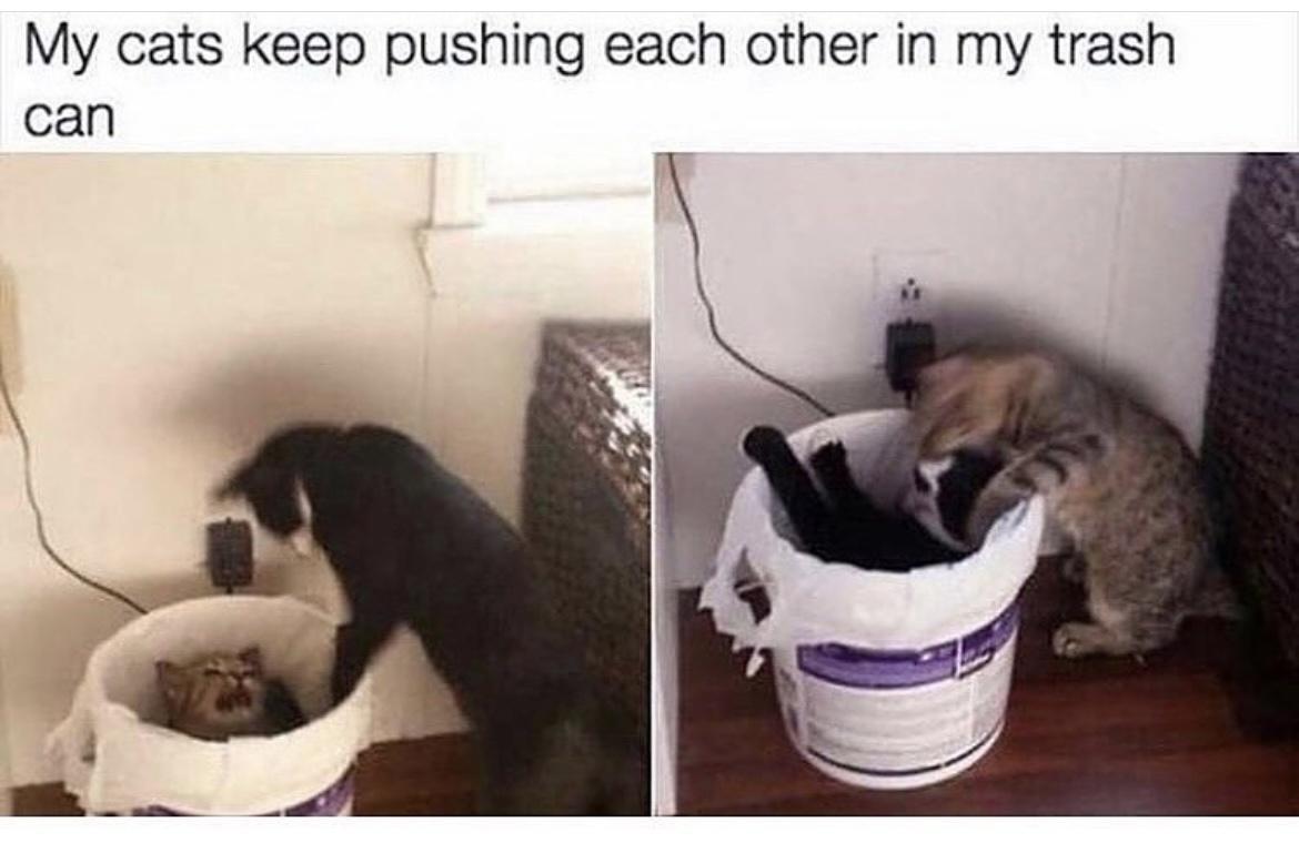 My cats keep pushing each other in my trash can
