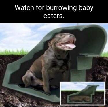 Watch for burrowing baby CEICI N