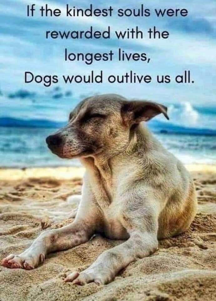 longest lives Dogs would outlive us all