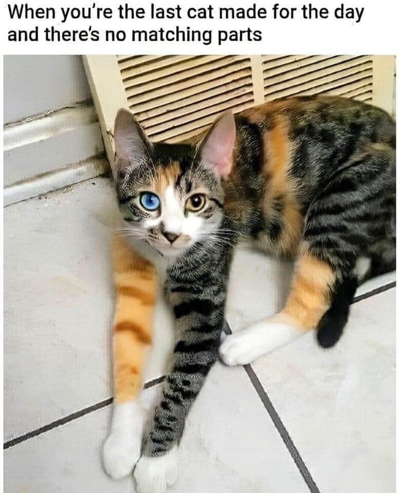 When youre the last cat made for the day and theres no matching parts