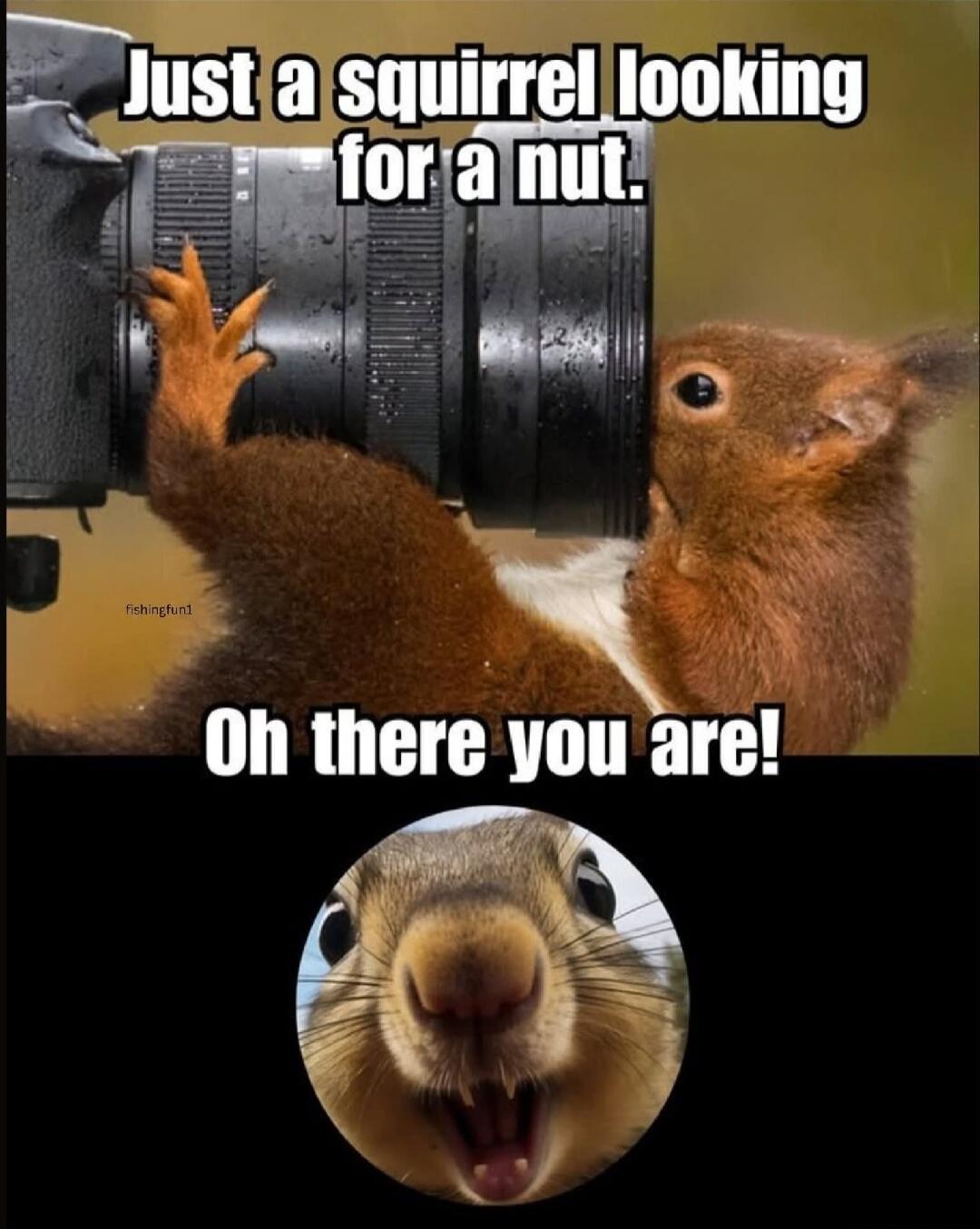 Just a squirrel looking for a nut. Oh there you are!