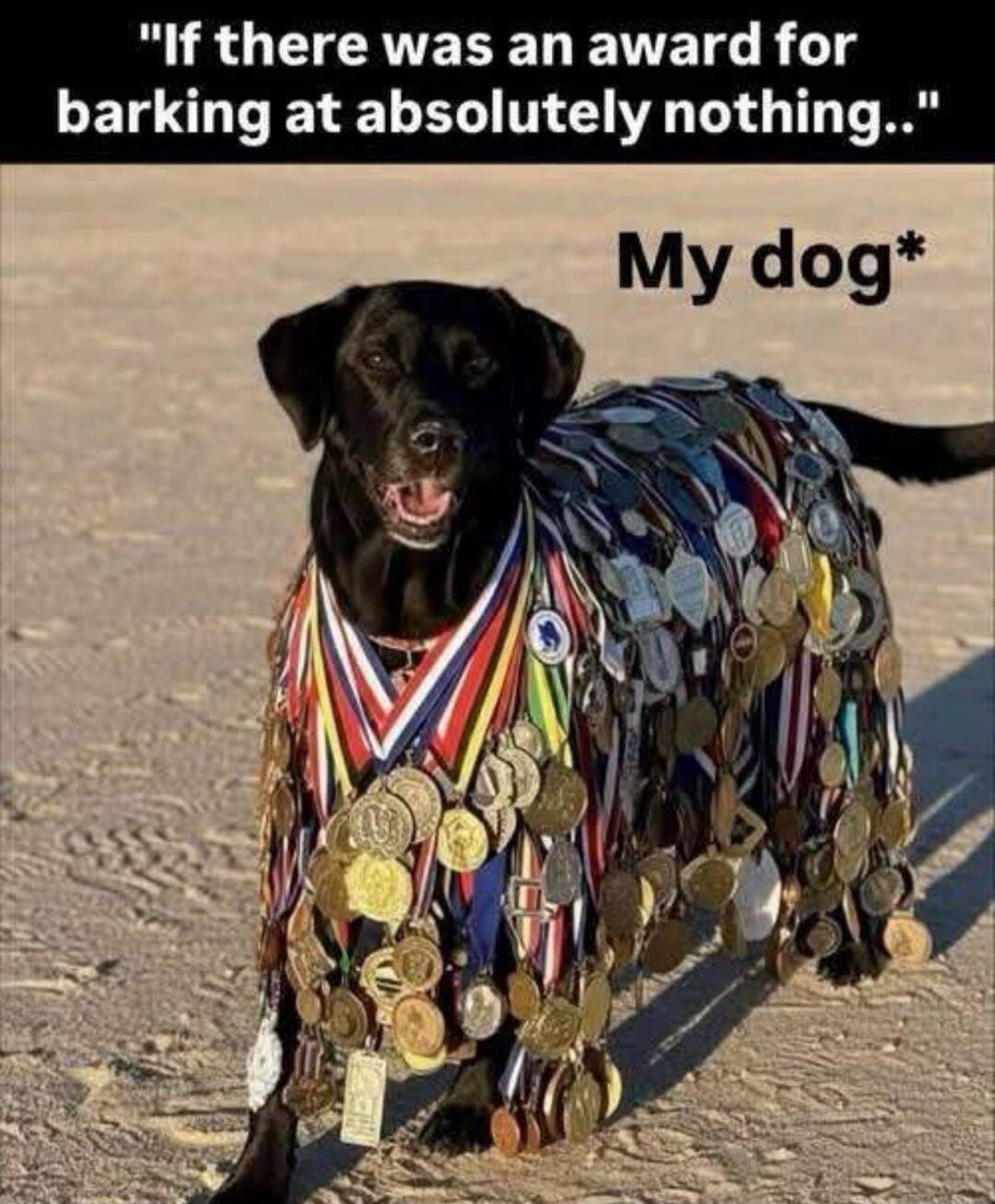 If there was an award for barking at absolutely nothing.. My dog*