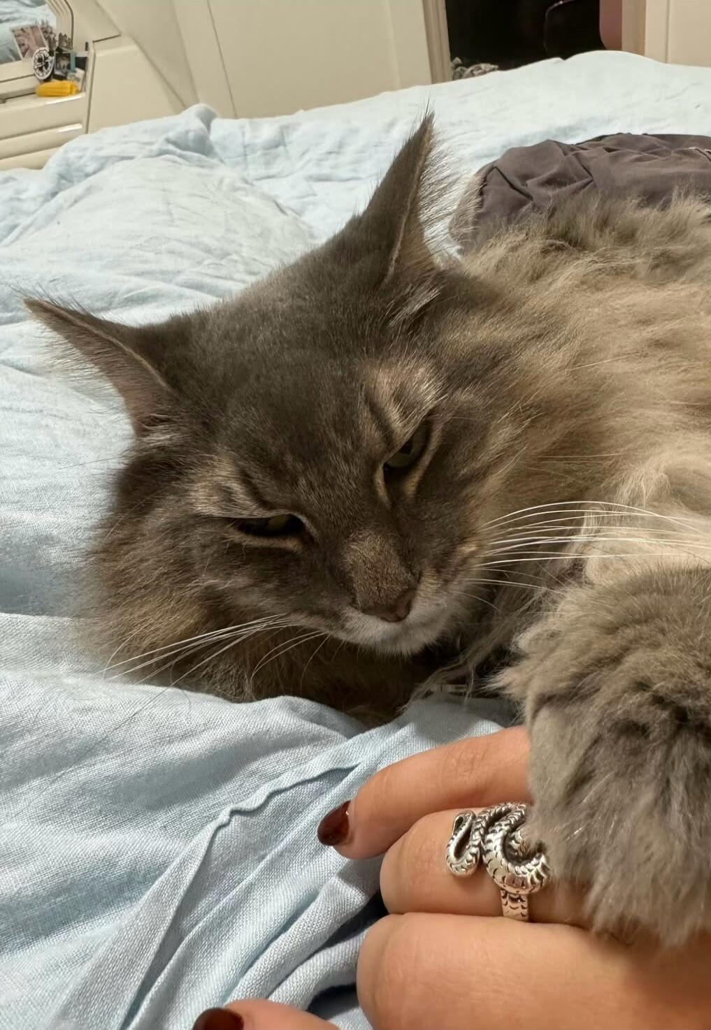 A fluffy gray cat resting on a light blue blanket, with a hand wearing rings in the foreground.