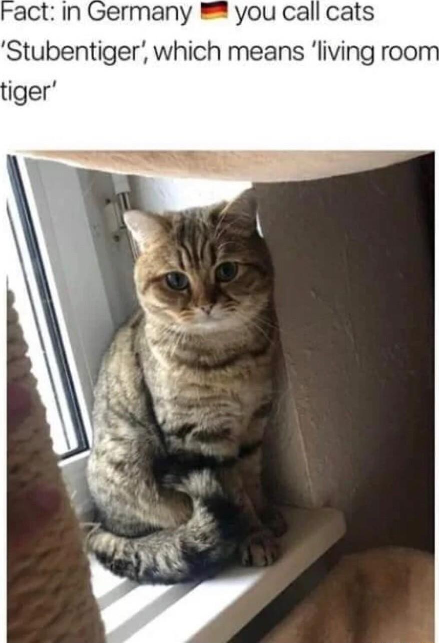 act in Germany you call cats Stubentiger which means living roo
