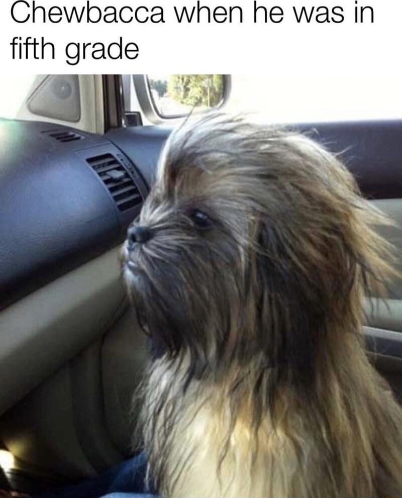 hewbacca when he was in flfth grade