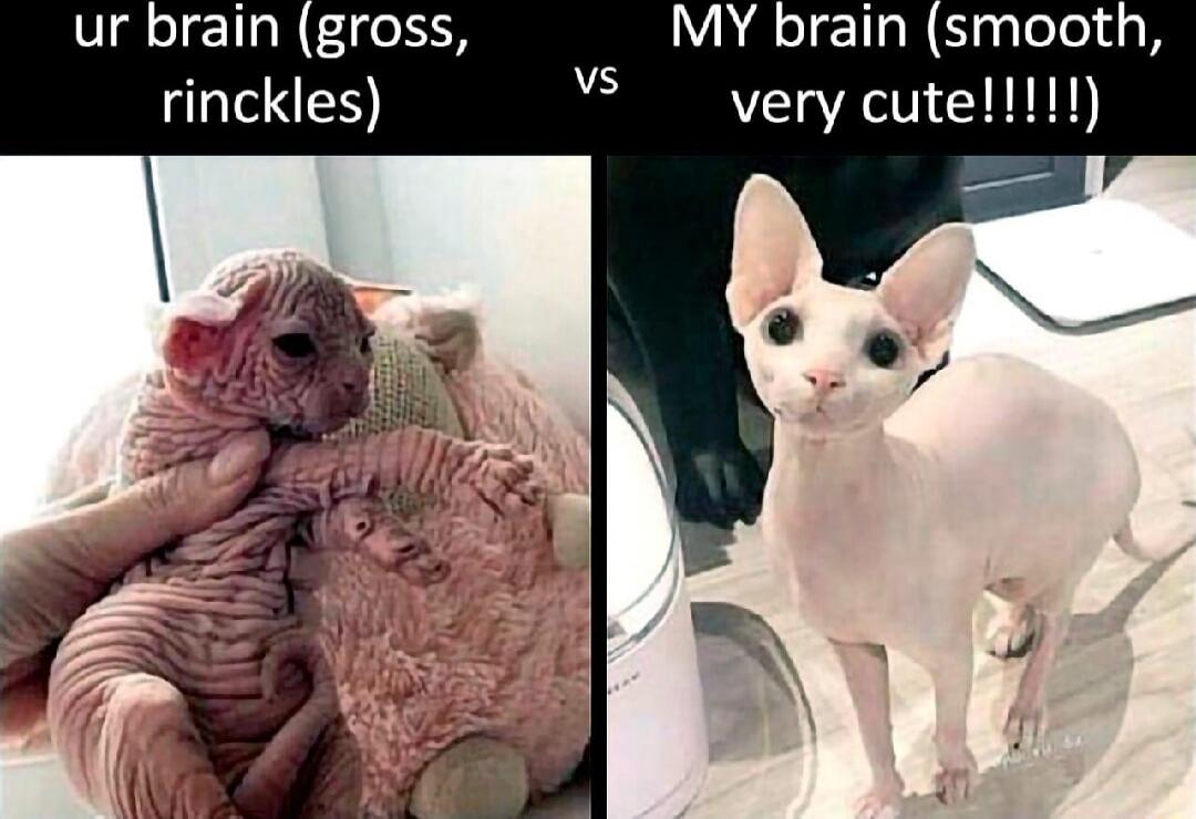 ur brain (gross, rinckles) vs MY brain (smooth, very cute!!!!!)