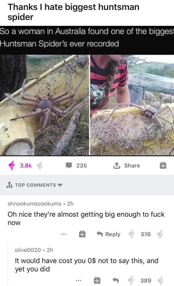 Thanks hate biggest huntsman spider 1 ToP cOMMENTS w shnookumscookums 2h Oh nice theyre almost getting big enough to fuck now 8 Reply 516 olive0020 2h It would have cost you 0 not to say this and yet you did 389