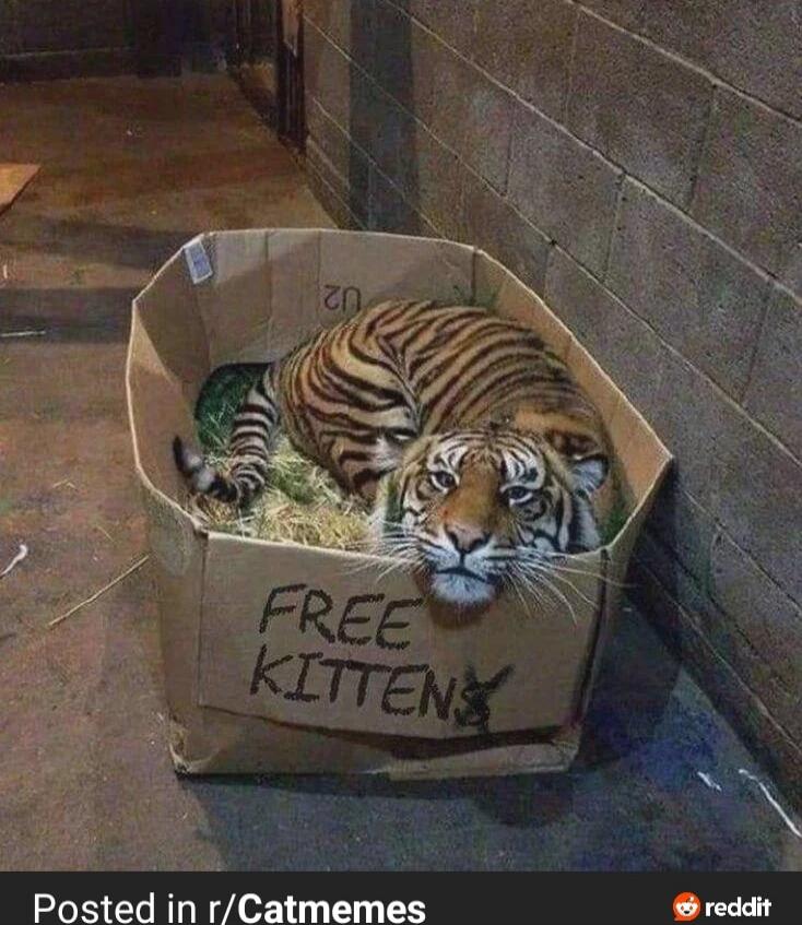 FREE KITTEN
Posted in r/Catmemes