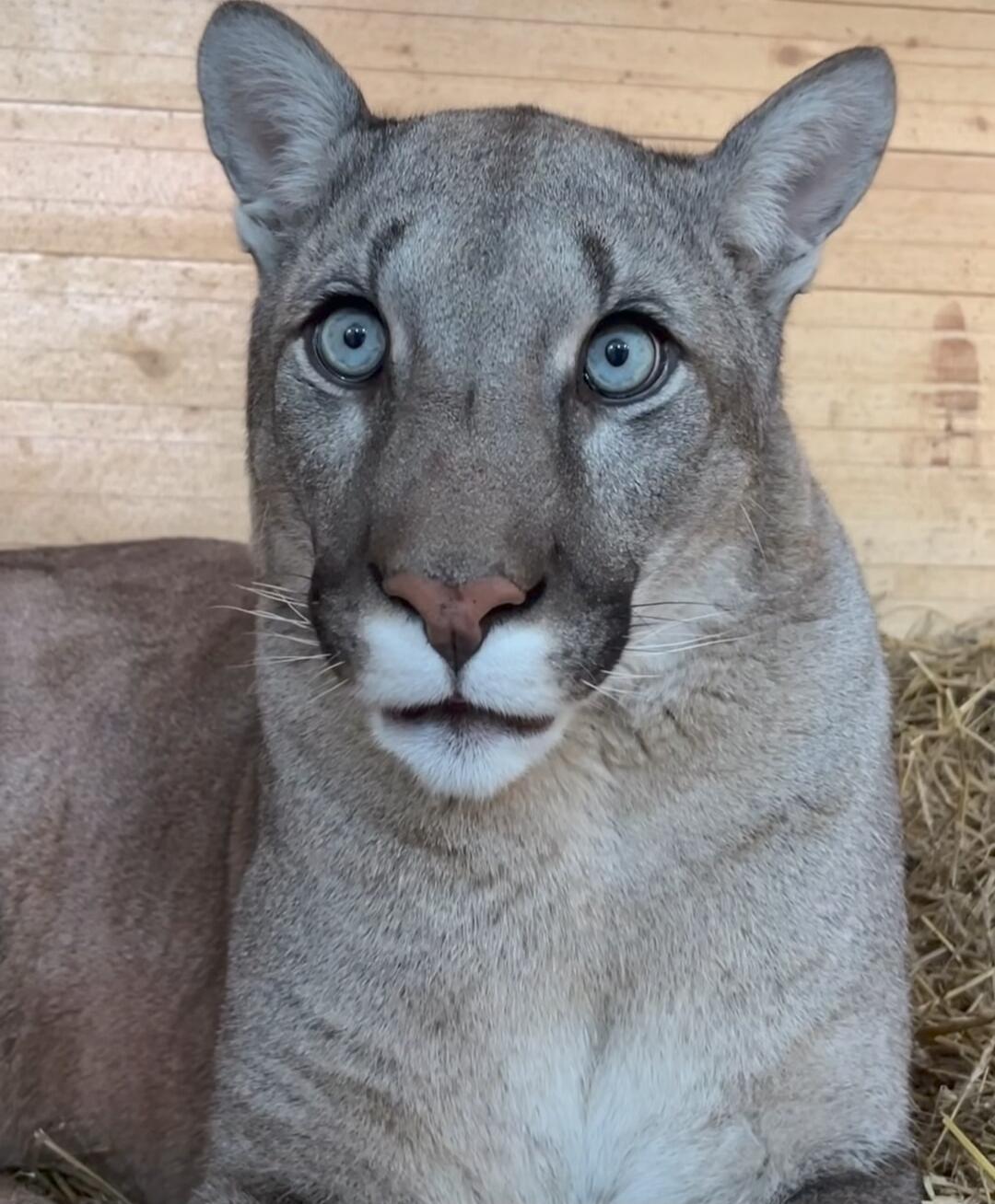 Close-up portrait of a cougar (puma) with blue eyes.