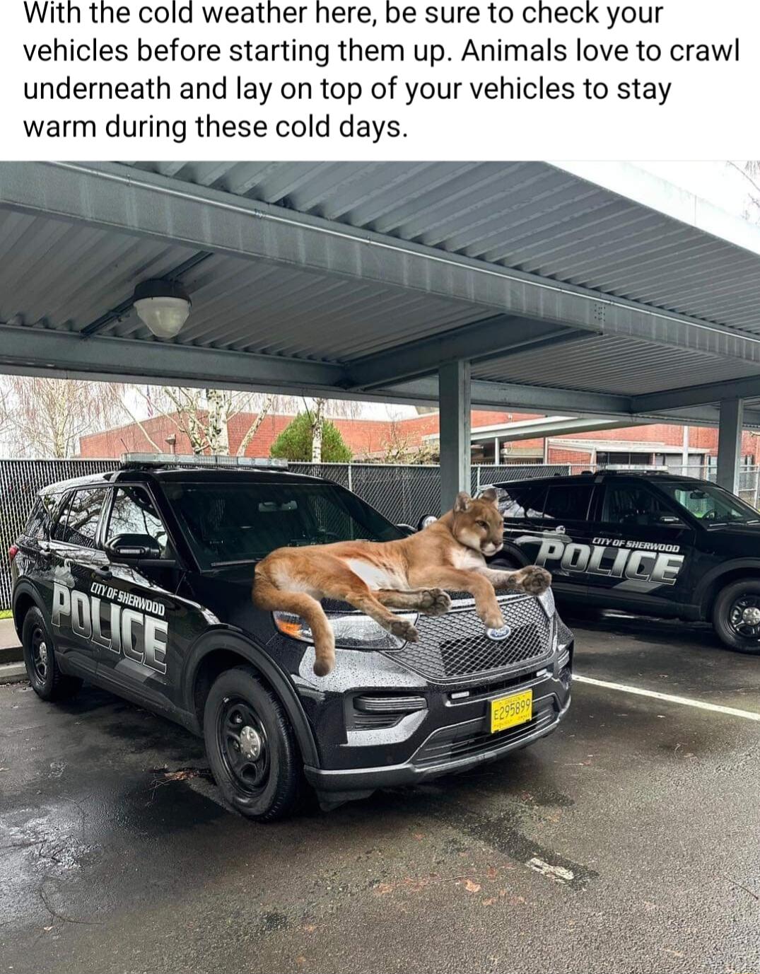 be sure to check your vehicles before starting them up Animals love to crawl underneath and lay on top of your vehicles to stay warm during these cold days