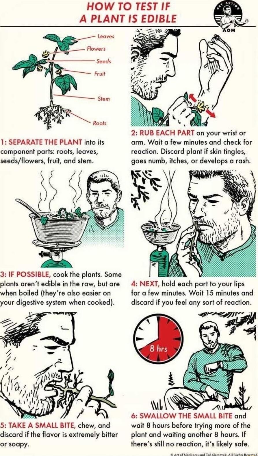 HOW TO TEST IF A PLANT IS EDIBLE 1 SEPARATE THE PLANT inlo s component ports roots eaves seedsflowers fruit and stem 3 IF POSSIBLE cook the plants Some plants arent edible in the row but are when boiled theyre also easier on your digestive system when cooked 5 TAKE A SMALL BITE chew and discard if the flavor is extremely bitter or soopy w 2 RUB EACH PART on your wrist or arm Wait o few minutes and