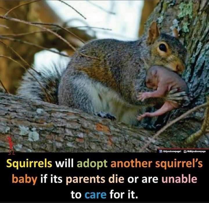 Squirrels will adopt another squirrels baby if its parents die or are unable L IGETER T