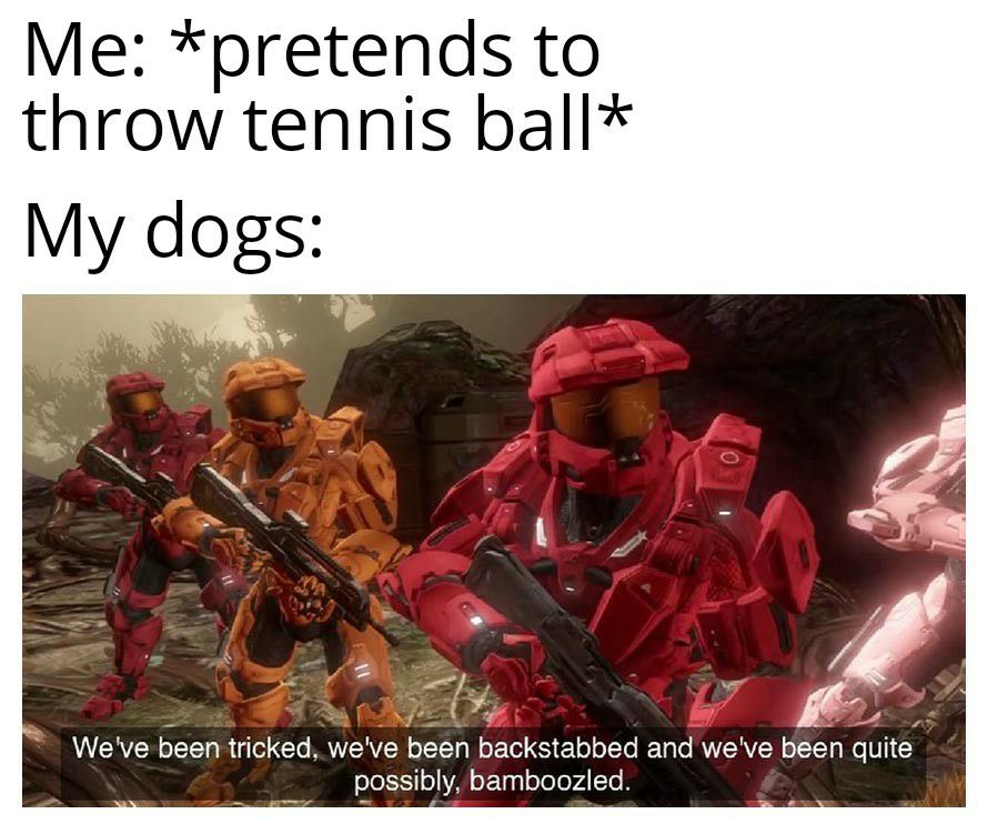 Me pretends to throw tennis ball My dogs Y oA Weve been tricked weve been backstabbed and weve been quite possibly bamboozled