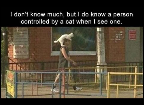 I dont know much but do know a person controlled by a cat when see one