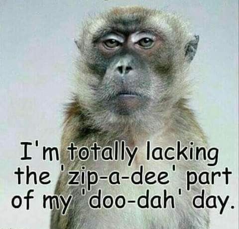 Iackmg the zip a dee part of my doo dah day