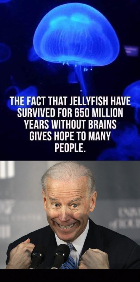 THE FACT THAT JELLYFISH HAVE SURVIVED FOR 650 MILLION YEARS WITHOUT BRAINS GIVES HOPE TO MANY PEOPLE
