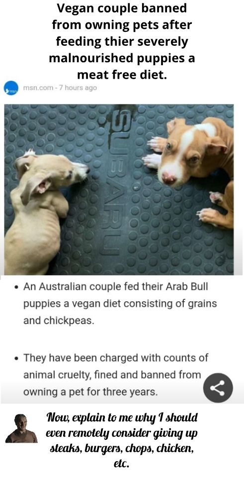 Vegan couple banned from owning pets after feeding thier severely malnourished puppies a meat free diet An Australian couple fed their Arab Bull puppies a vegan diet consisting of grains and chickpeas They have been charged with counts of animal cruelty fined and banned from owning a pet for three years e Now explain to me why 1 should even remotely consider giving up sleaks burgers chops chicken 