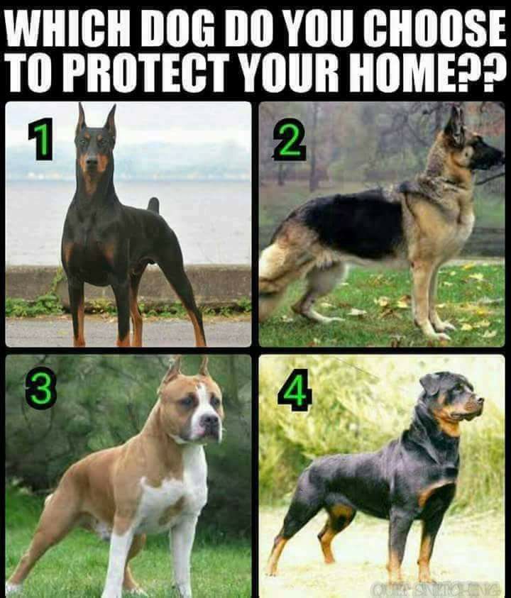 WHICH DOG DO YOU CHOOSE T0 PROTECT YIIII HIME