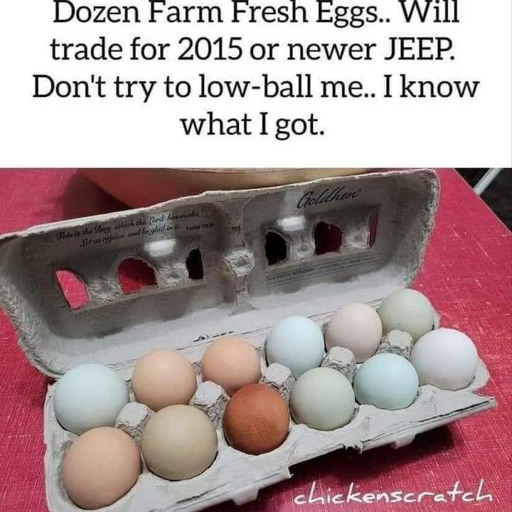 Dozen Farm Fresh Eggs Will trade for 2015 or newer JEEP Dont try to low ball me I know what I got
