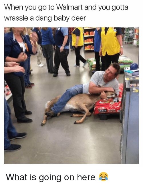 When you go to Walmart and you gotta wrassle a dang baby deer What is going on here