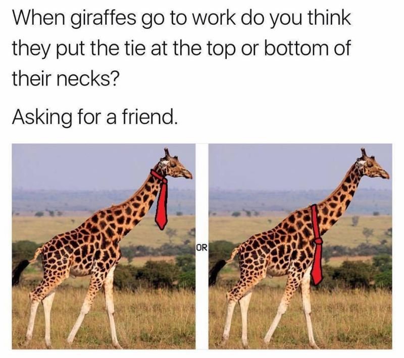 When giraffes go to work do you think they put the tie at the top or bottom of their necks Asking for a friend