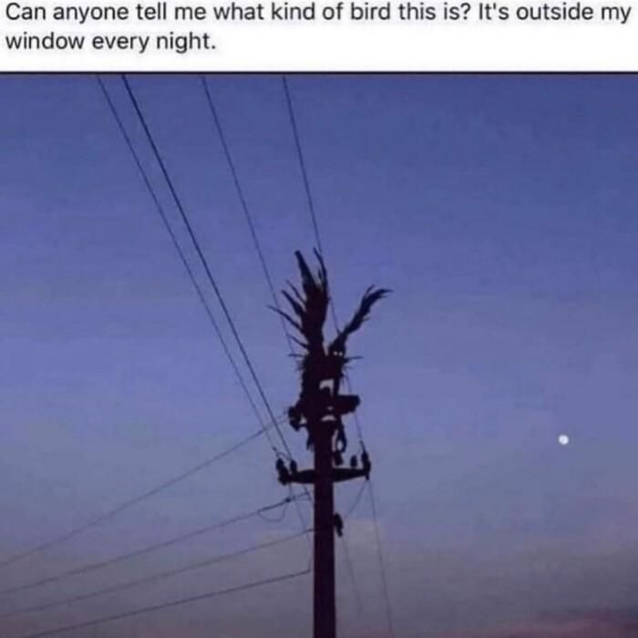 Can anyone tell me what kind of bird this is Its outside window every night