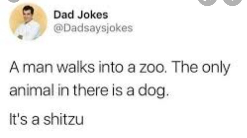 o Dad Jokes R Dadsaysjokes A man walks into a zoo The only animal in there is a dog Its a shitzu