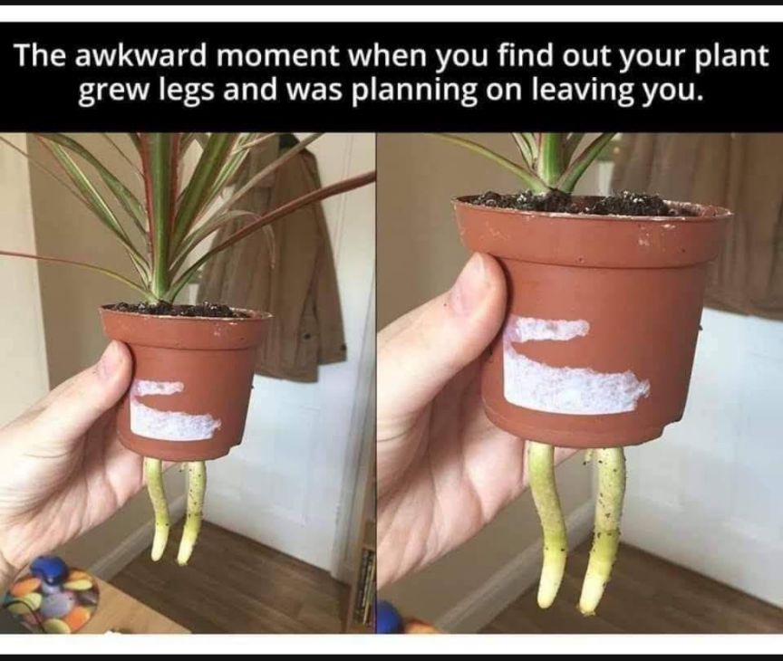 The awkward moment when you find out your plant grew legs and was planning on leaving you