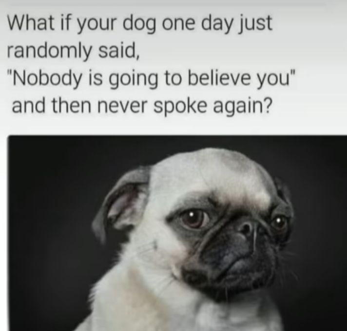 What if your dog one day just randomly said Nobody is going to believe you and then never spoke again