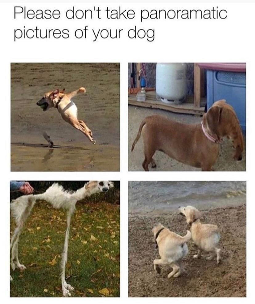 Please dont take panoramatic pictures of your dog