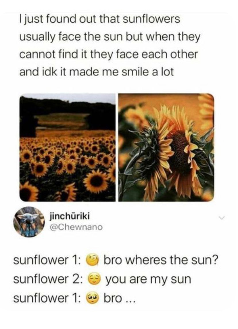 just found out that sunflowers usually face the sun but when they cannot find it they face each other and idk it made me smile a lot S inchiriki Chewnano sunflower 1 bro wheres the sun sunflower 2 you are my sun sunflower 1 bro