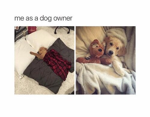 me as a dog owner