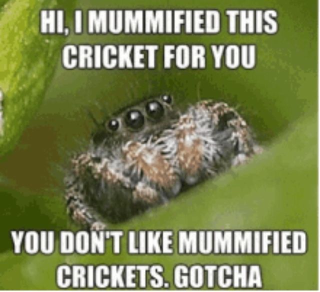 l_ll I MUMMIFIED THIS f _ CRICKET FOR YOU 5 L8 N YOU DONT LIKE MUMMIFIED CRICKETS GOTCHA