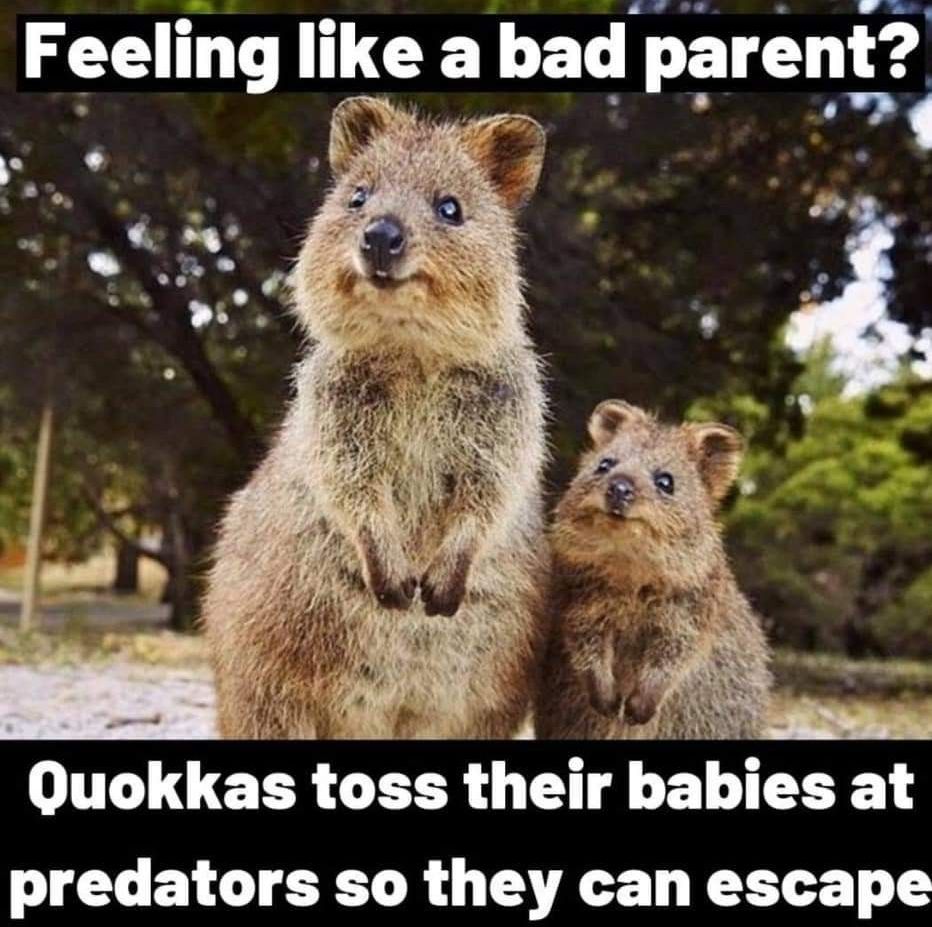 Ay Feelmg Ilke a bad paren Quokkas toss their babies at JEL BTG R G VAT LT T T