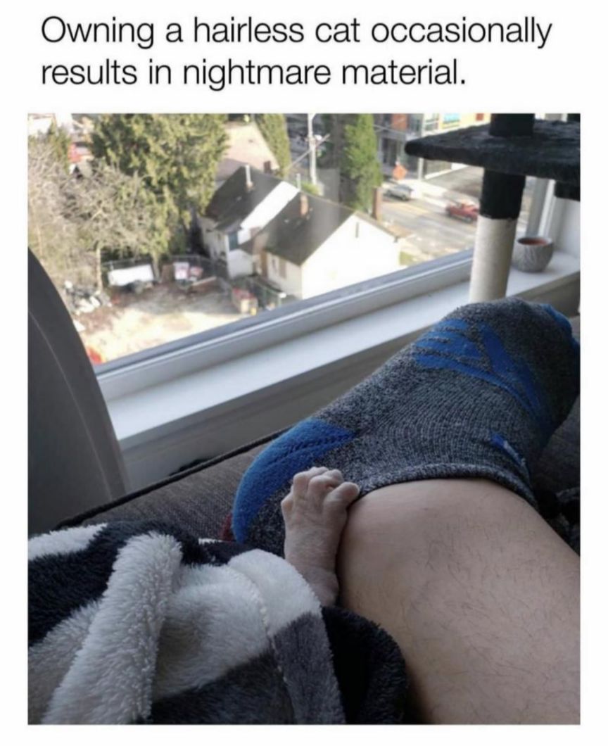 Owning a hairless cat occasionally results in nightmare material