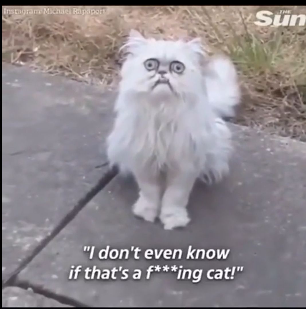 0 Py L TRUELCN ng cat e e 3 I dont even know