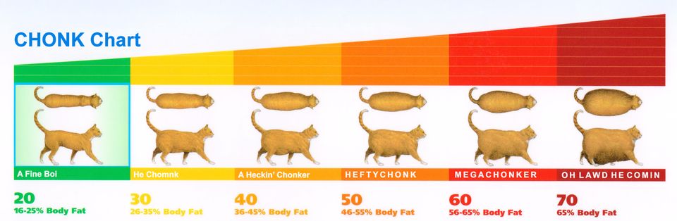 CHONK Chart 16 25 Body Fat