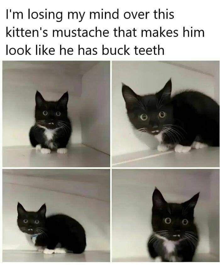 Im losing my mind over this kittens mustache that makes him look like he has buck teeth
