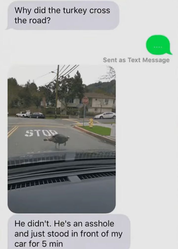 Why did the turkey cross the road He didnt Hes an asshole and just stood in front of my car for 5 min