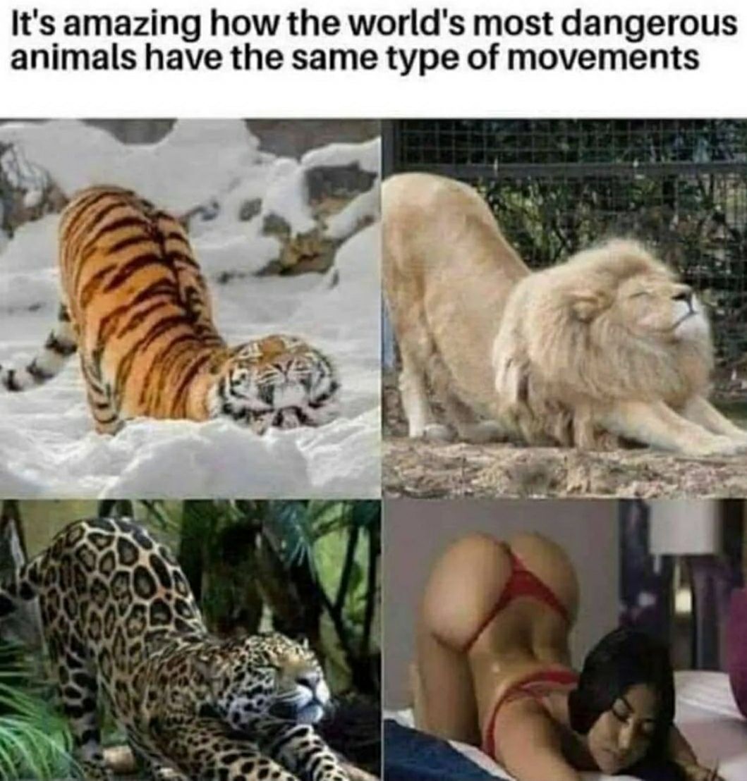 Its amazing how the worlds most dangerous animals have the same type of movements