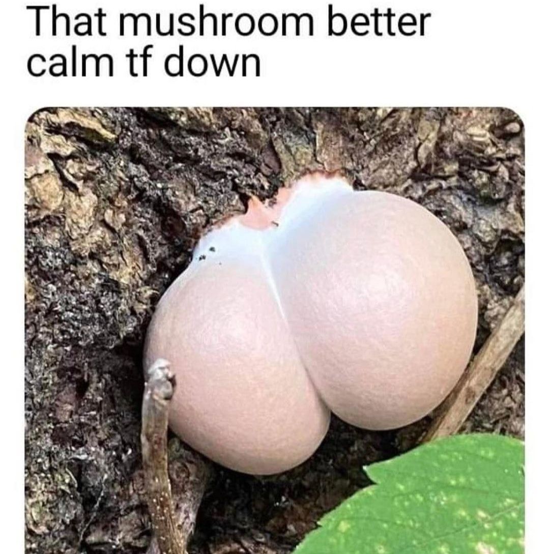 That mushroom better calm tf down