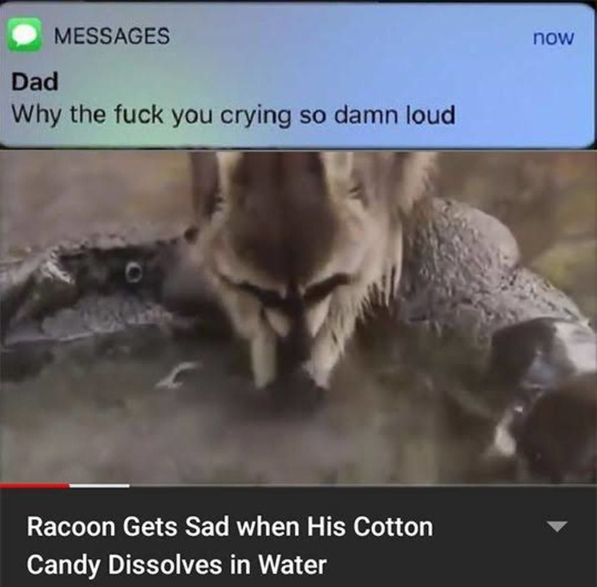 MESSAGES Dad Why the fuck you crying so damn loud Racoon Gets Sad when His Cotton v Candy Dissolves in Water