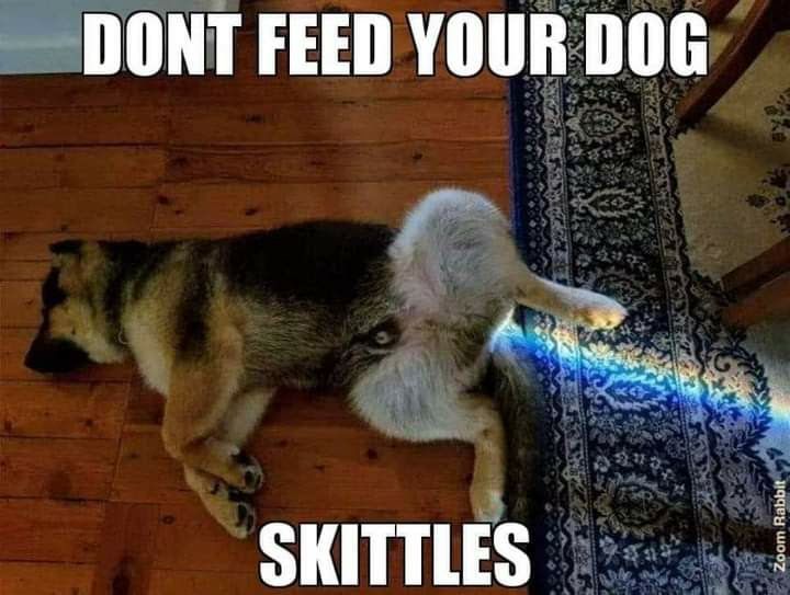 DONT FEED YOUR DOG T