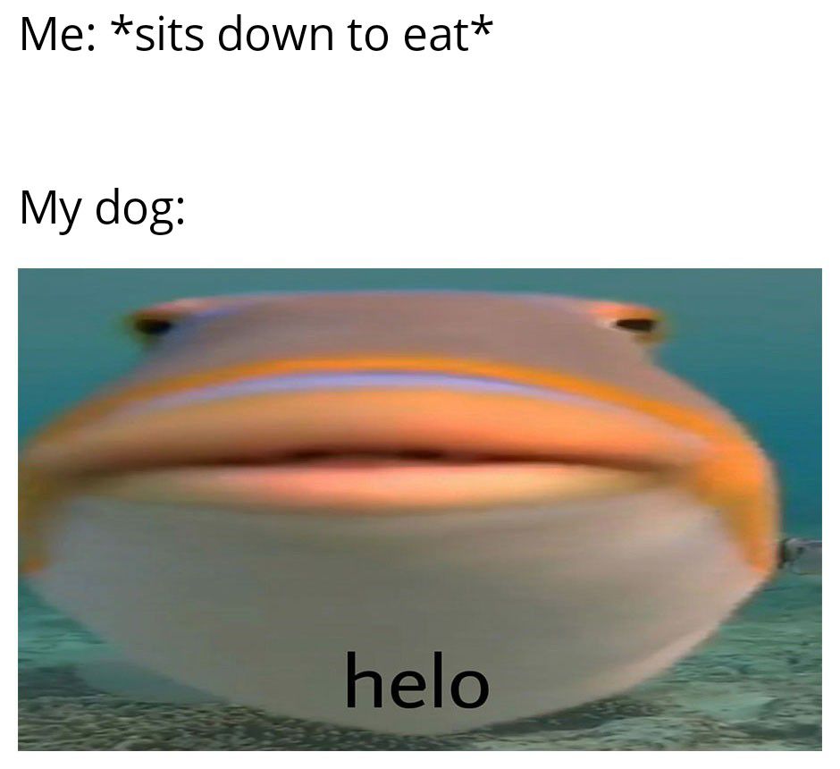 Me sits down to eat My dog