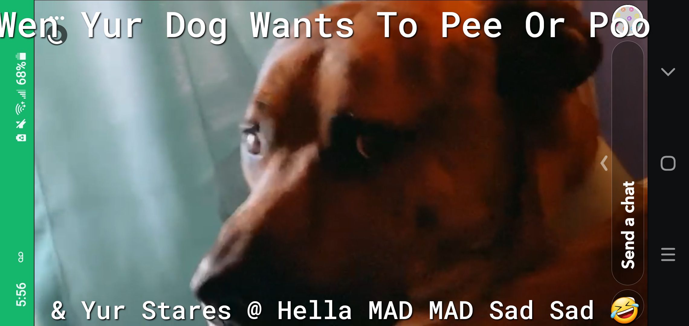Nennwll Dog Wan i To Pee Or Pb oL Yur Stares Hella MAD MAD Sad Sad y Send a chat
