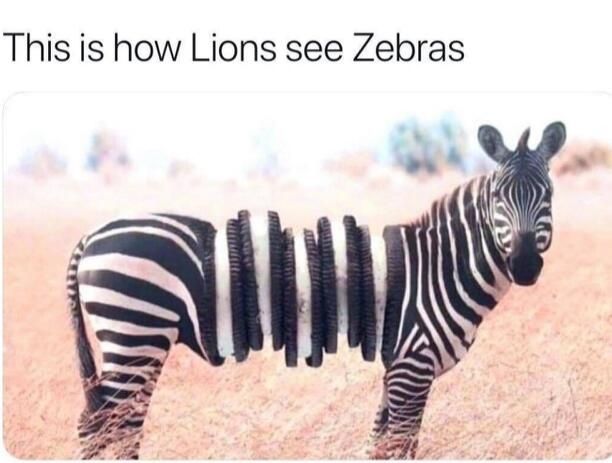 This is how Lions see Zebras