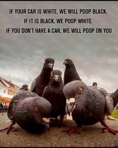 IF YOUR CAR IS WHITE WE WILL POOP BLACK IFIT IS BLACK WE POOP WHITE IF YOU DONT HAVE A CAR WE WILL POOP ON YOU